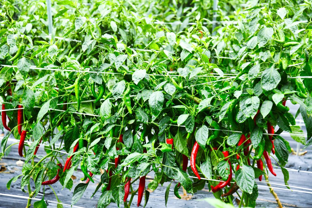 Potensi Ekspor Komoditas Cabai